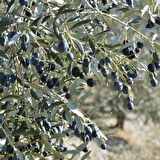 Tüplü Yabancı Menşei Yağlık ve Sıkımlık Avustralya–Ligurian Zeytini Fidanı
