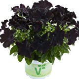 Petunia Atkinsiana Back To Black Siyah Petunya Çiçeği Fidesi (1 Adet)