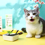 Busstier Matatabi Kedi Otu Diş Bakım Çubuğu, 6'lı Paket, Doğal Diş Temizleyici ve Stres Giderici