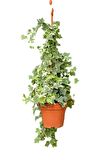 Kokulu Arap Yasemini+Hedera Helix Sarmaşık+Itır Çiçeği Hediyeli 3'lü Bahçe Seti
