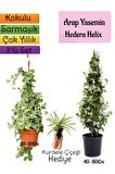 Kokulu Arap Yasemini+Hedera Helix Sarmaşık+Kurdele Çiçeği Hediyeli 3'lü Bahçe Seti