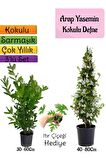 Kokulu Arap Yasemini+Defne Çalısı+Itır Çiçeği Hediyeli 3'lü Bahçe Seti