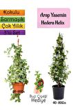 Kokulu Arap Yasemini+Hedera Helix Sarmaşık+Buz Çiçeği Hediyeli 3'lü Bahçe Seti