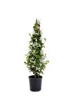 Kokulu Arap Yasemini+Hedera Helix Sarmaşık+Buz Çiçeği Hediyeli 3'lü Bahçe Seti
