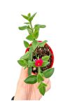 Kokulu Arap Yasemini+Hedera Helix Sarmaşık+Buz Çiçeği Hediyeli 3'lü Bahçe Seti