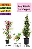 Kokulu Arap Yasemini+Pembe Begonvil+Itır Çiçeği Hediyeli 3'lü Bahçe Seti