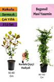 Mavi Yasemin + Alev Çalısı+ Buz Hediyeli