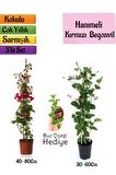 Kırmızı Begonvil+Kokulu Hanımeli Çiçeği+Buz Çiçeği Hediyeli 3'lü Peyzaj Seti