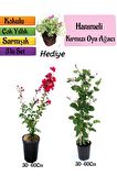 Kırmızı Oya Ağacı+Kokulu Hanımeli Çiçeği+Mezem Çiçeği Hediyeli 3'lü Peyzaj Seti