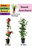 Turuncu Begonvil+Kokulu Hanımeli Çiçeği+Kurdele Çiçeği Hediyeli 3'lü Peyzaj Seti