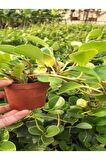 Zümrüt Dalgası Çiçeği Fidanı 1 ADET Saksılı Sarmaşık Bitki 15-30Cm (Peperomia)