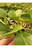 Zümrüt Dalgası Çiçeği Fidanı 1 ADET Saksılı Sarmaşık Bitki 15-30Cm (Peperomia)