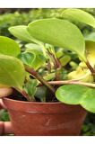 Zümrüt Dalgası Çiçeği Fidanı 1 ADET Saksılı Sarmaşık Bitki 15-30Cm (Peperomia)