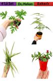 4'Lü Bahçe Seti Itır+ Tül+ Kurdele+ Buz Çiçeği (5-25 Cm) Saksılı Dış Mekan Bitkileri