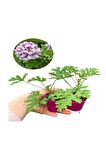 4'Lü Bahçe Seti Itır+ Tül+ Kurdele+ Buz Çiçeği (5-25 Cm) Saksılı Dış Mekan Bitkileri