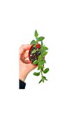 4'Lü Bahçe Seti Itır+ Tül+ Kurdele+ Buz Çiçeği (5-25 Cm) Saksılı Dış Mekan Bitkileri