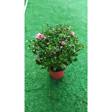 Chrysanthemum 1 Adet Pembe Kasımpatı Çiçeği Fidanı 15-25 cm Saksılı Çiçekli Bodur Bitkiler 