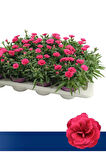 Avantajlı Ürün Pembe Renk Karanfil Çiçeği 15-25cm Saksılı (Pink Dianthus)
