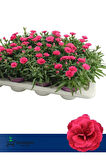 Yeni Sezon Dolgun Çiçekli Karanfil Çiçeği Pembe Renk 1 ADET Saksılı 15-25cm