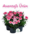 Avantajlı Ürün 4 Adet Saksılı Pembe Renk Karanfil Çiçeği 15-25cm Pink Dianthus