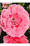 Avantajlı Ürün 4 Adet Saksılı Pembe Renk Karanfil Çiçeği 15-25cm Pink Dianthus