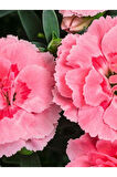 Avantajlı Ürün 4 Adet Saksılı Pembe Renk Karanfil Çiçeği 15-25cm Pink Dianthus
