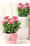 Dekoratif Kokulu Salon Ofis Çiçeği Pink Dianthus 1 Adet Saksılı 15-25cm 