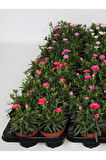 Dekoratif Kokulu Salon Ofis Çiçeği Pink Dianthus 1 Adet Saksılı 15-25cm 
