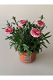 Kokulu Pembe Ebruli Karanfil Çiçeği 15-25 CM Saksılı Bahçe Balkon Çiçeği