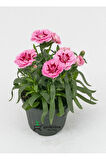 Yeni Sezon Ürün Mis Kokulu Pembe Renk 1 Adet Saksılı 15-25cm Pink Dianthus