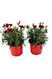 Kokulu Kırmızı Karanfil Çiçeği Bodur Cins Red Dianthus 1 ADET Saksılı 15-25cm 