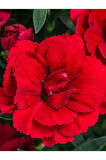 Kokulu Bodur Cins Kırmızı Renk Karanfil Çiçeği 1 Adet Saksılı 15-25cm Red Dianthus