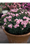 Yoğun Kokulu Şeker Pembe Karanfil Çiçeği Bodur Tür 15-25cm Pink Dianthus
