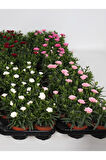 Mis Kokulu Karanfil Çiçeği Kırmızı-Pembe-Beyaz 3 Adet Saksılı Bodur Tür 15-25cm