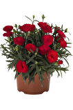 Mis Kokulu 4 Adet Karanfil Çiçeği Bodur Tür Dianthus Çiçekli Bitki 15-25cm 