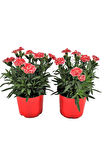 Mis Kokulu 4 Adet Karanfil Çiçeği Bodur Tür Dianthus Çiçekli Bitki 15-25cm 