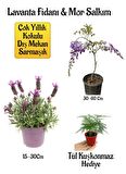 Yoğun Kokulu Lavanta+Kokulu Mor Salkım Ağacı Fidanı Tül Kuşkonmaz Hediyeli Bahçe Seti