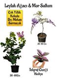 Yoğun Kokulu Leylak Ağacı Fidanı+Mor Salkım Ağacı Fidanı Telgraf Çiçeği Hediyeli Peyzaj Seti