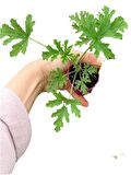 Kırmızı Oya Ağacı Fidanı+Mor Salkım Ağacı Fidanı Itır Çiçeği Hediyeli Bahçe Peyzaj Seti