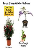 Fırça Çalısı Fidanı+Mor Salkım Ağacı Fidanı Buz Çiçeği Hediyeli Peyzaj Seti