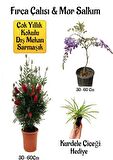 Fırça Çalısı Fidanı+Mor Salkım Ağacı Fidanı Kurdele Çiçeği Hediyeli Peyzaj Seti