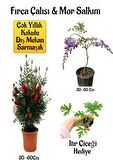 Fırça Çalısı Fidanı+Mor Salkım Ağacı Fidanı Itır Çiçeği Hediyeli Peyzaj Seti