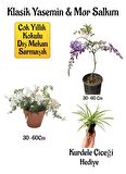 Mis Kokulu Klasik Yasemin Çiçeği+Mor Salkım Ağacı Fidanı Kurdele Çiçeği Hediyeli Peyzaj Seti