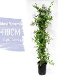 Mavi Yasemin Çiçeği+Mor Salkım Ağacı Fidanı Telgraf Çiçeği Hediyeli Peyzaj Seti