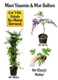Mavi Yasemin Çiçeği+Mor Salkım Ağacı Fidanı Itır Çiçeği Hediyeli Peyzaj Seti