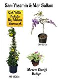 Sarı Yasemin Çiçeği+Mor Salkım Ağacı Fidanı+Mezem Çiçeği Hediyeli Peyzaj Seti
