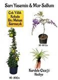 Sarı Yasemin Çiçeği+Mor Salkım Ağacı Fidanı+ Kurdele Çiçeği Hediyeli Peyzaj Seti