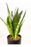 Yeşil Kılıç Bol Köklü 20-40cm Dolgun Bitki | Ev, Ofis, Salon Kullanımı