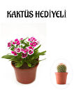 Hediyelik Pembe Renk Çin Karanfili Çiçeği Sevgililer Gününe Özel KAKTÜS HEDİYELİ
