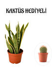 Hediyelik Sarı Alacalı Paşa Kılıcı Bitkisi Sevgililer Gününe Özel KAKTÜS HEDİYELİ
